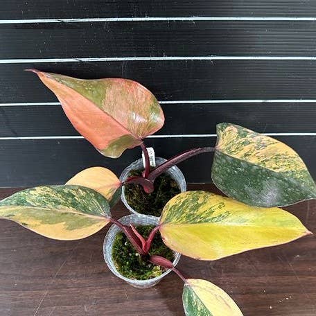 Philodendron Strawberry Shake variegated