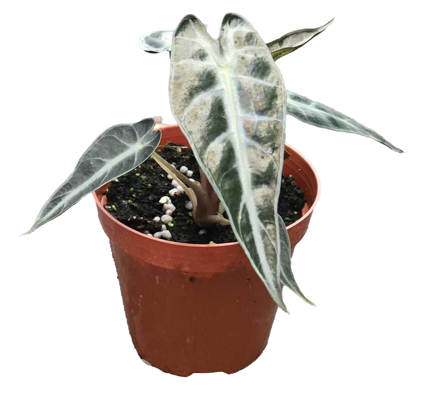 Alocasia Bambino