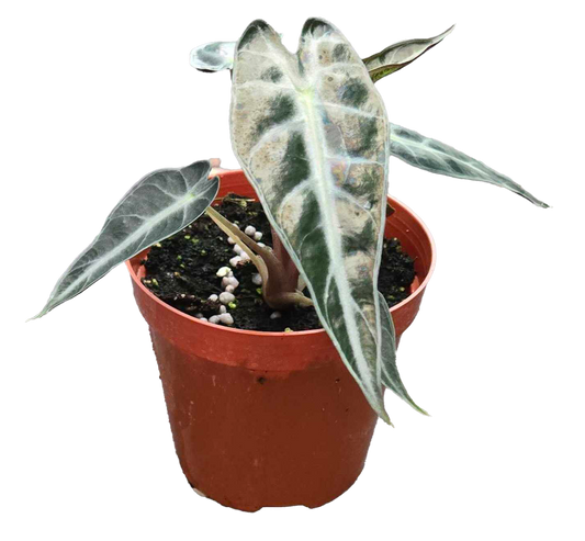 Alocasia Bambino