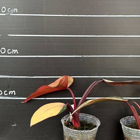 Philodendron Strawberry Shake variegated