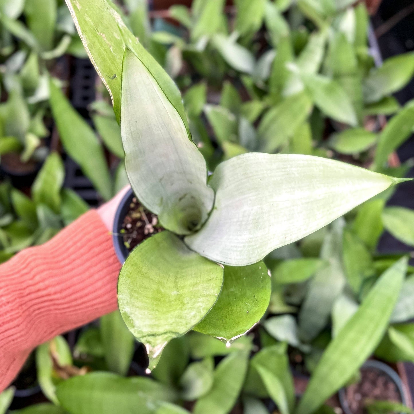 Moonshine Snake Plant