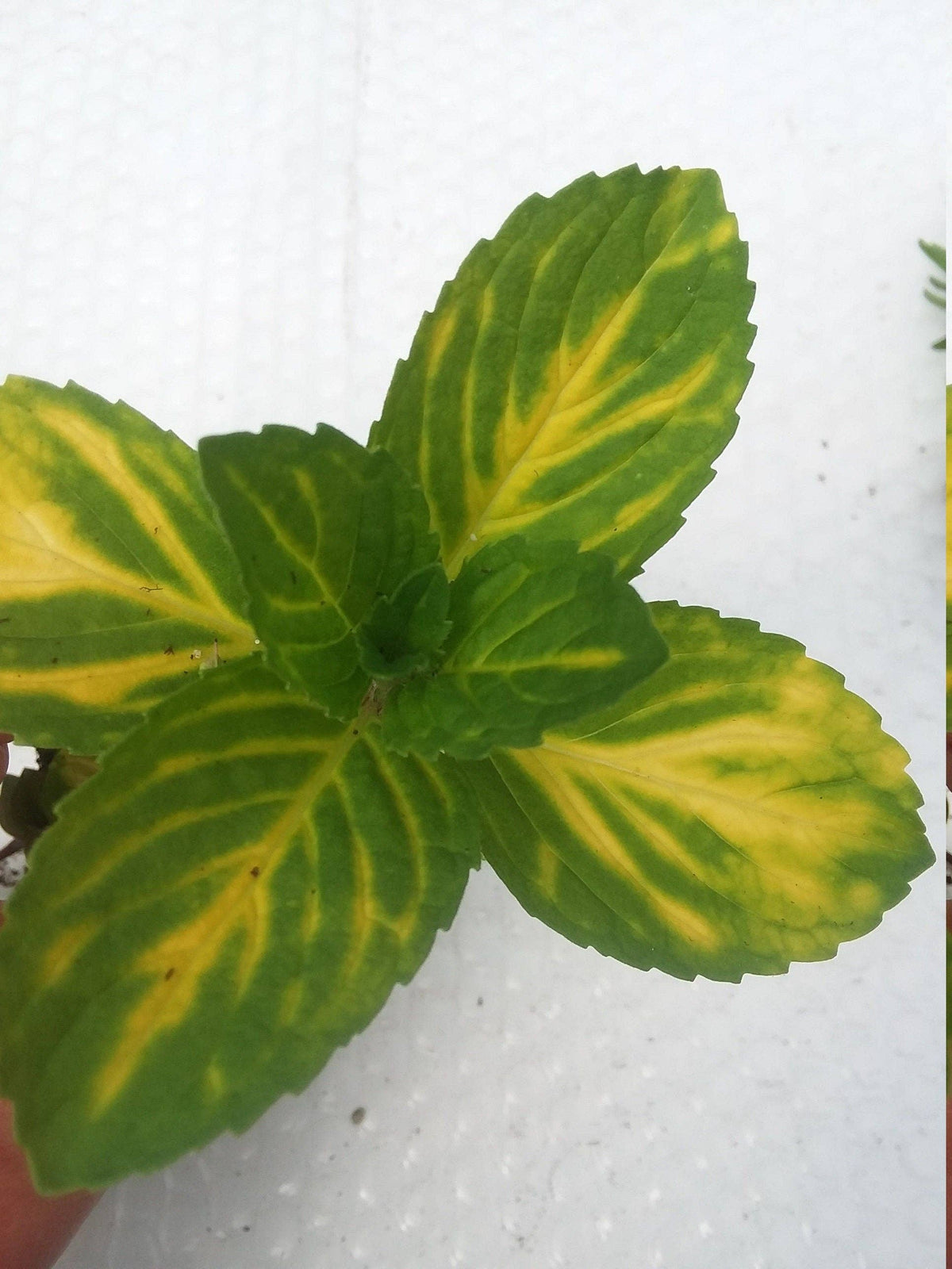Variegated Ginger Mint