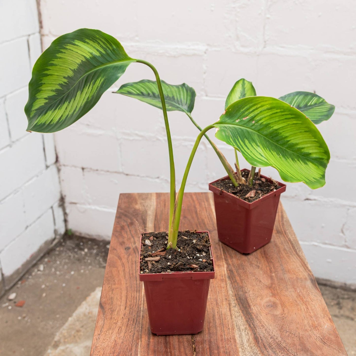 Beauty Star Calathea (Goeppertia ornata 'Beauty Star')