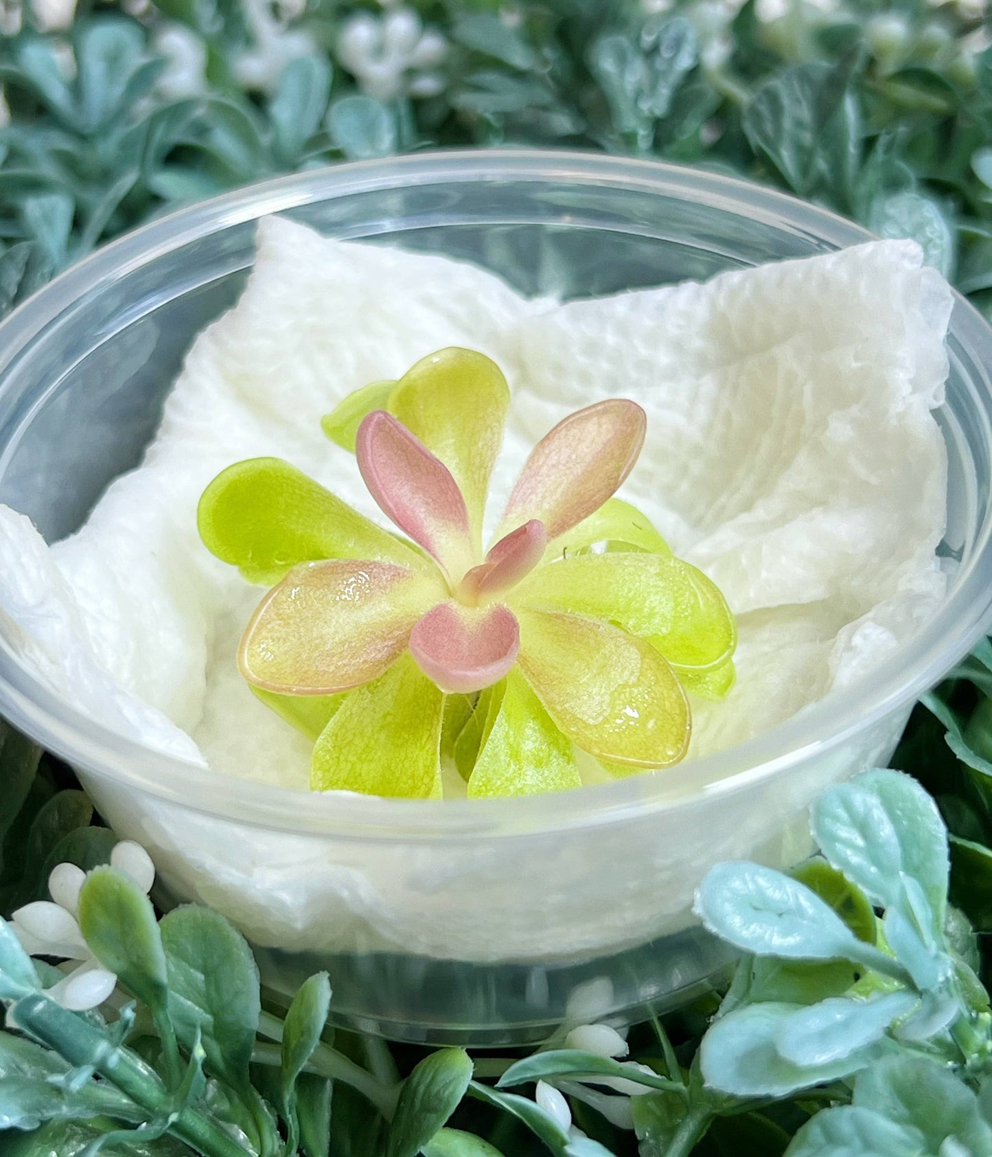 Pinguicula "Fumiko" – Rosy-Lavender Butterwort (Plant Only)