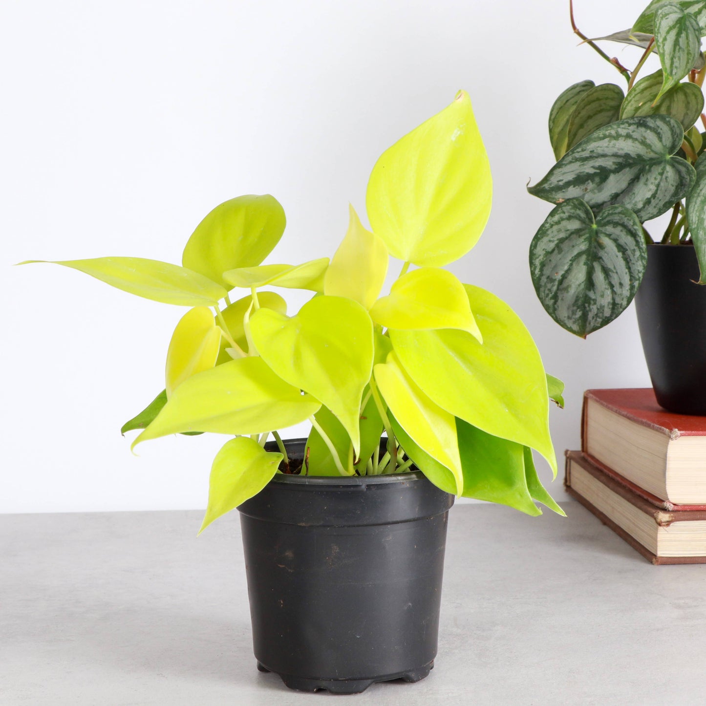Lemon Lime heart leaf Philodendron