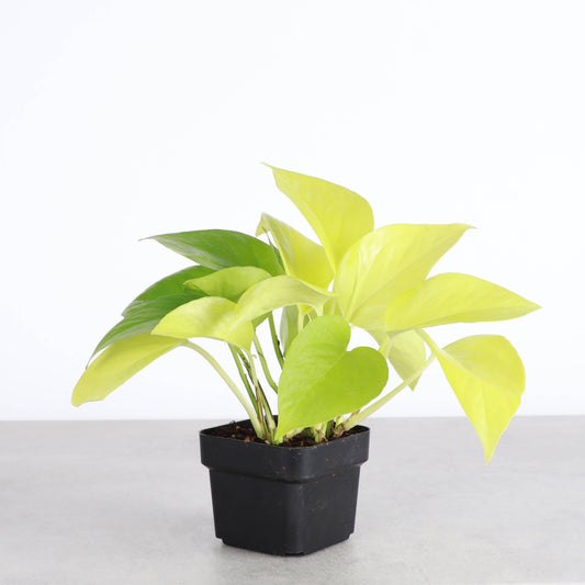 Neon Pothos