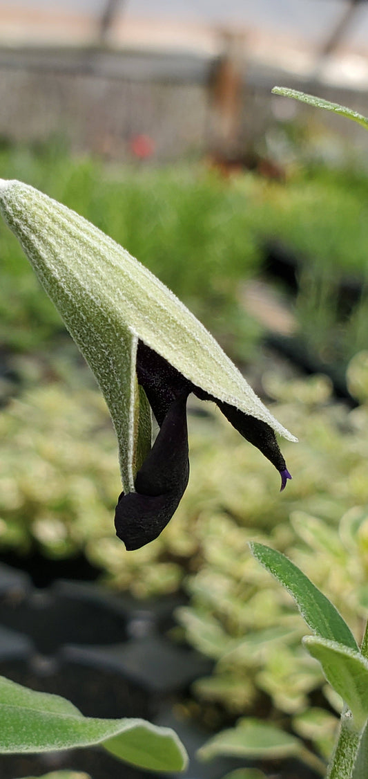 Salvia discolor puruvian sage