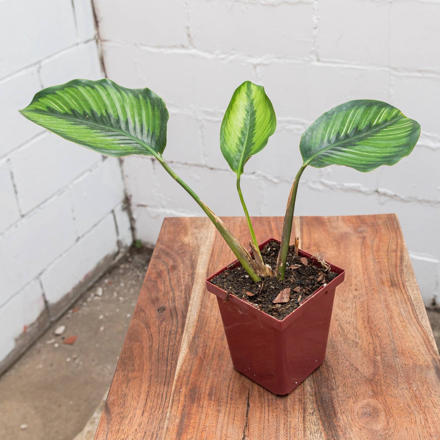 Beauty Star Calathea (Goeppertia ornata 'Beauty Star')
