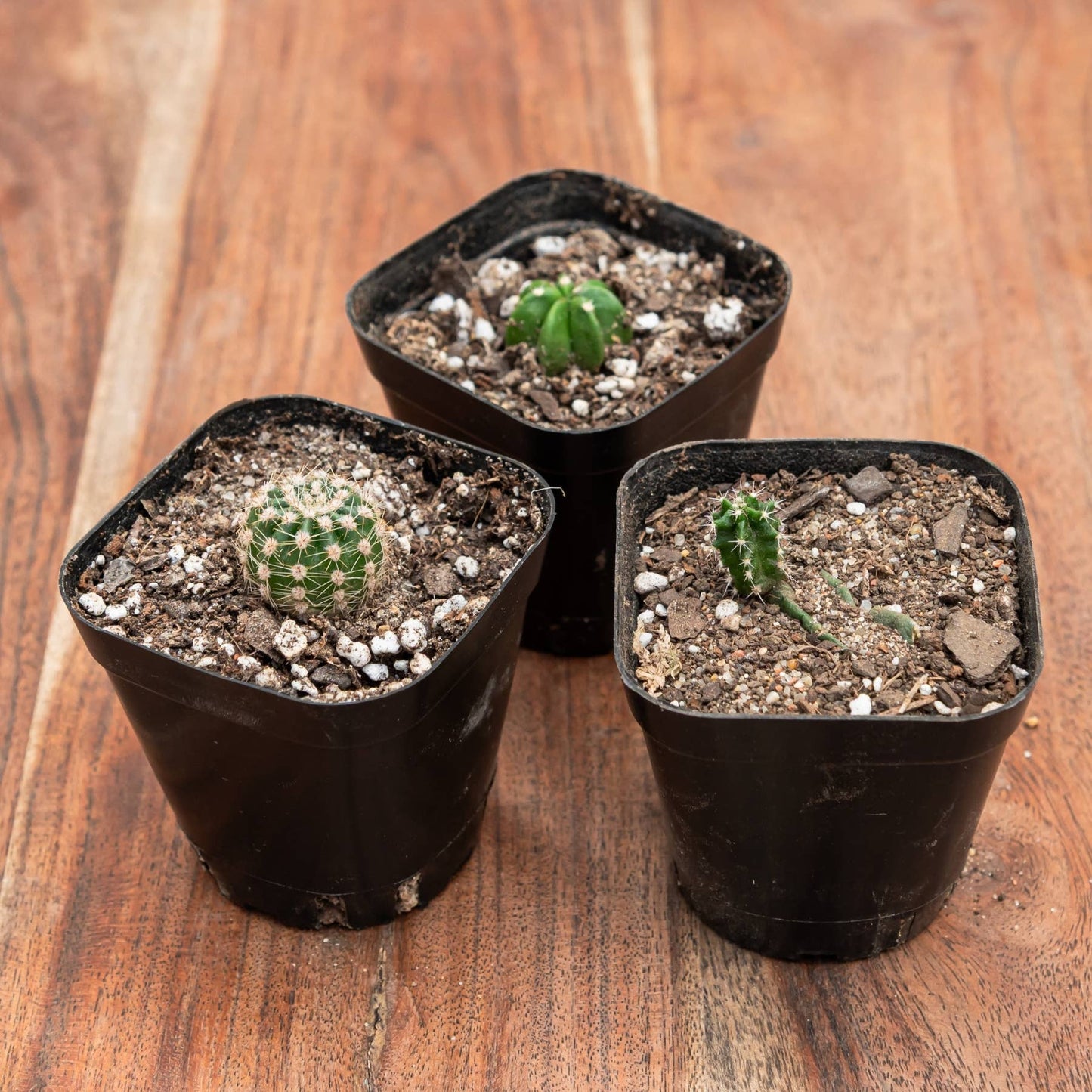 Assorted Cacti (Various Species)