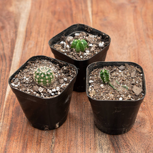 Assorted Cacti (Various Species)