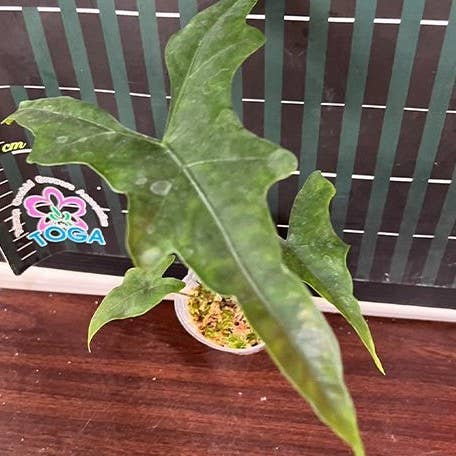 Alocasia nycteris batwing