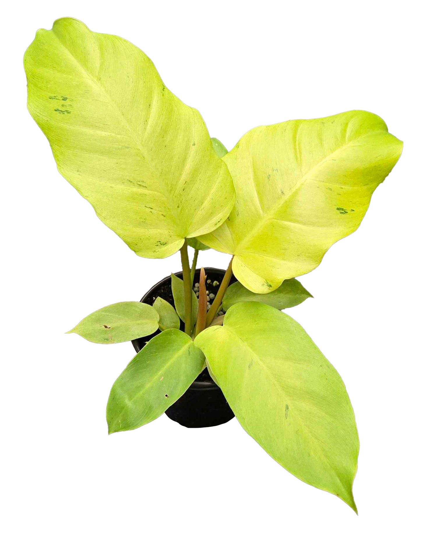 Philodendron Snowdrift