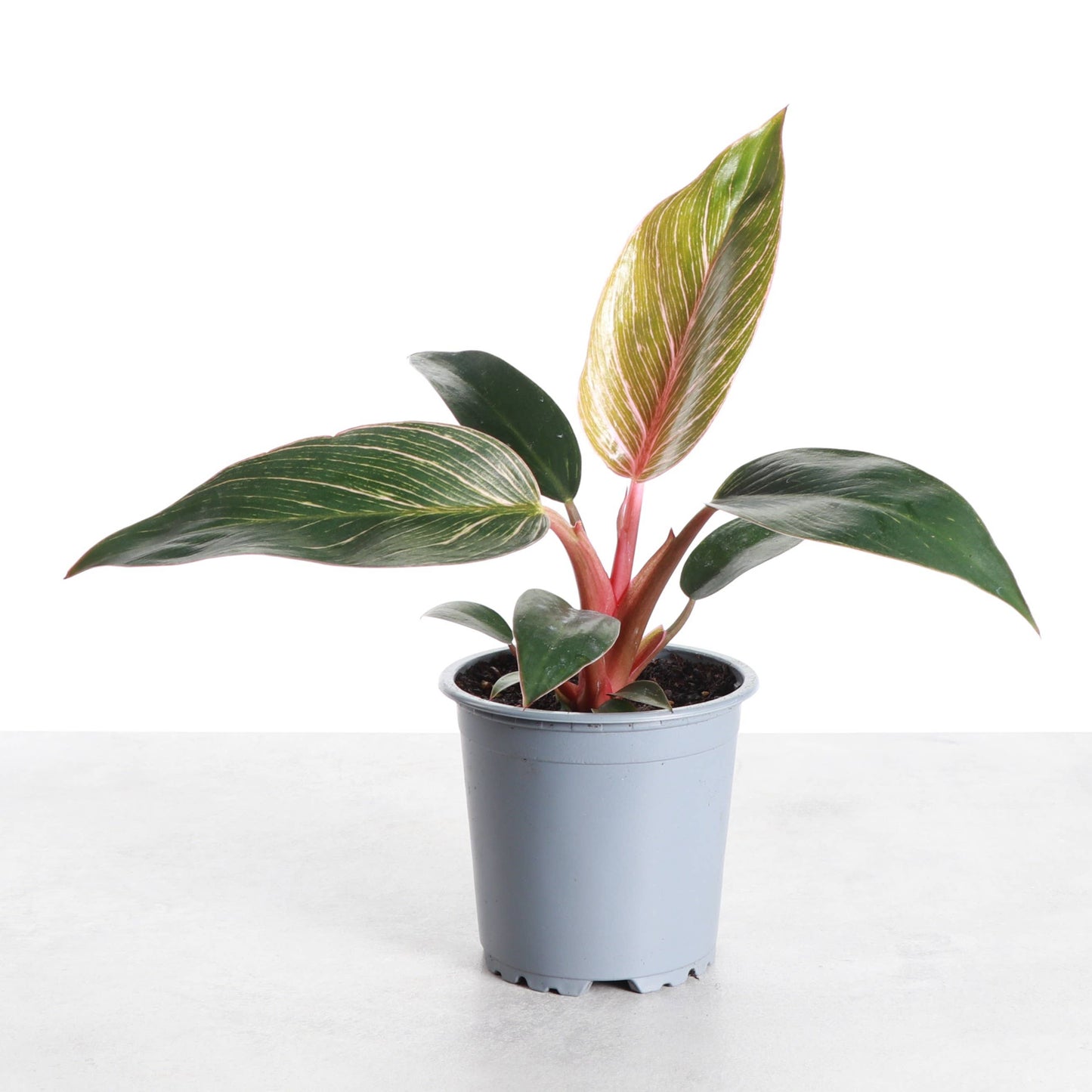 Pink Philodendron Birkin