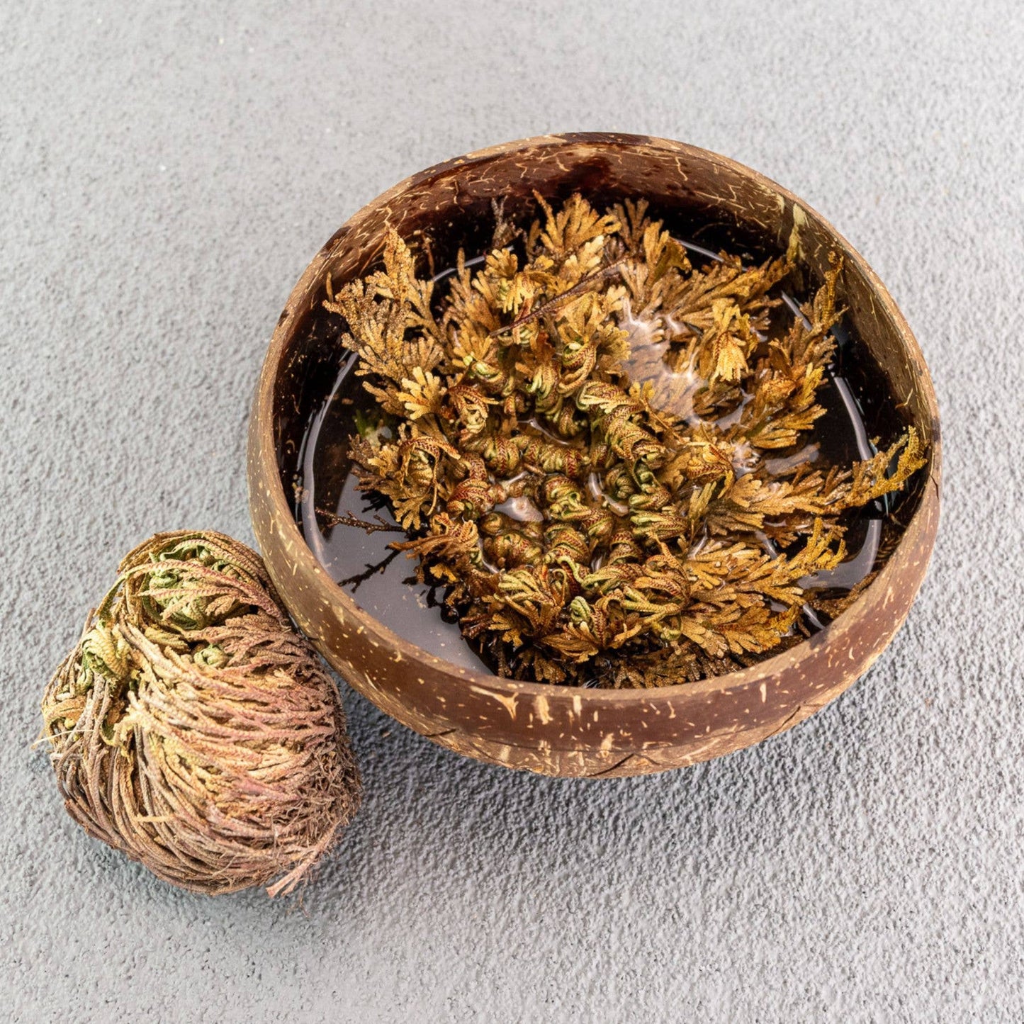 Rose of Jericho Flower
