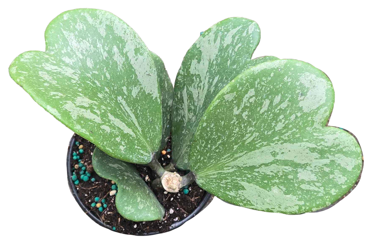 Hoya Kerri Heart Splash