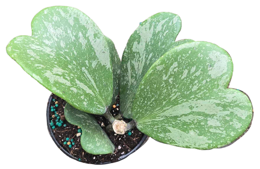 Hoya Kerri Heart Splash