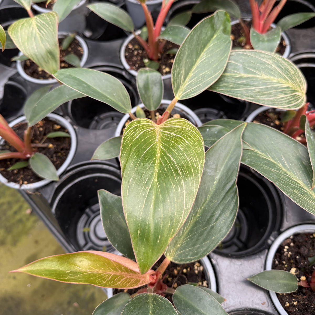 Pink Philodendron Birkin