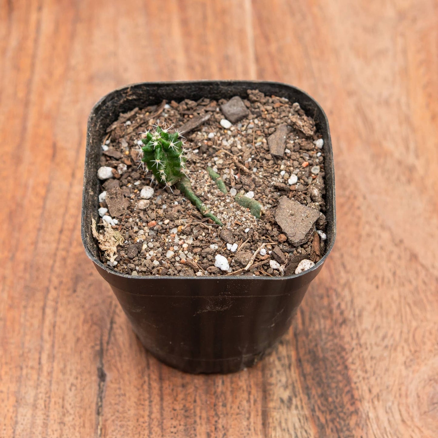 Assorted Cacti (Various Species)