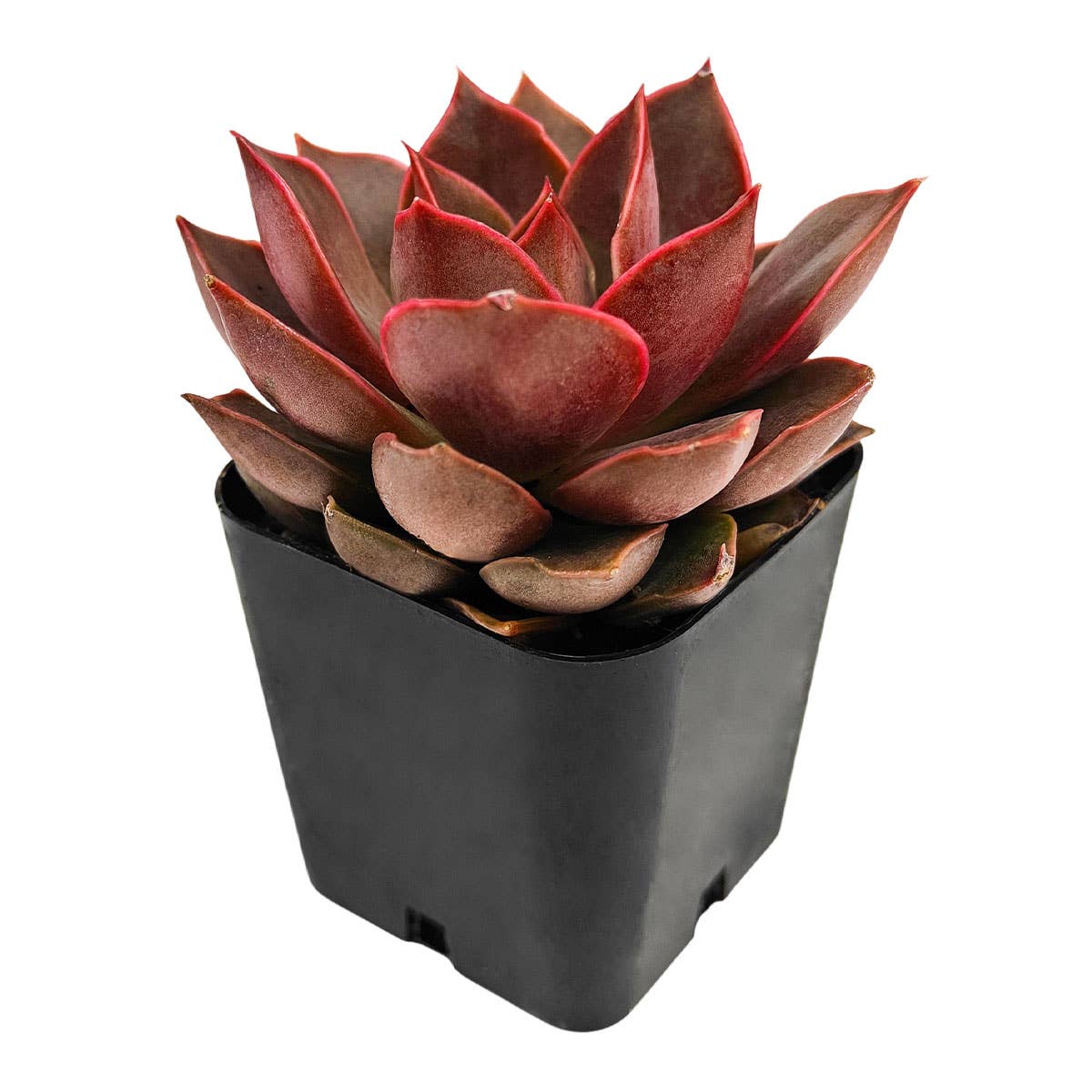 Echeveria 'Samba' Succulent