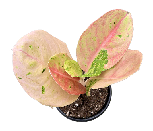 Aglaonema Pink Emerald