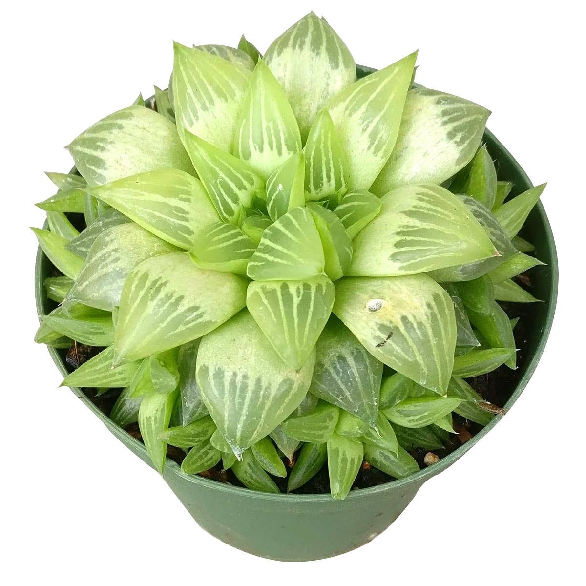 Haworthia cymbiformis Window Succulent