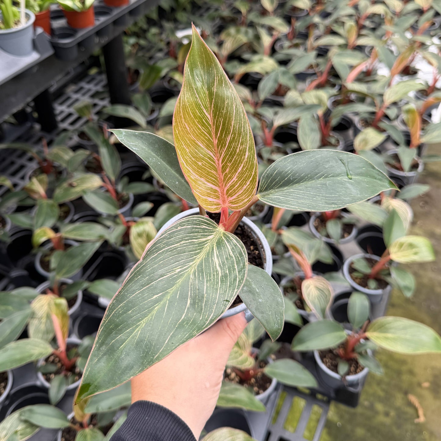 Pink Philodendron Birkin