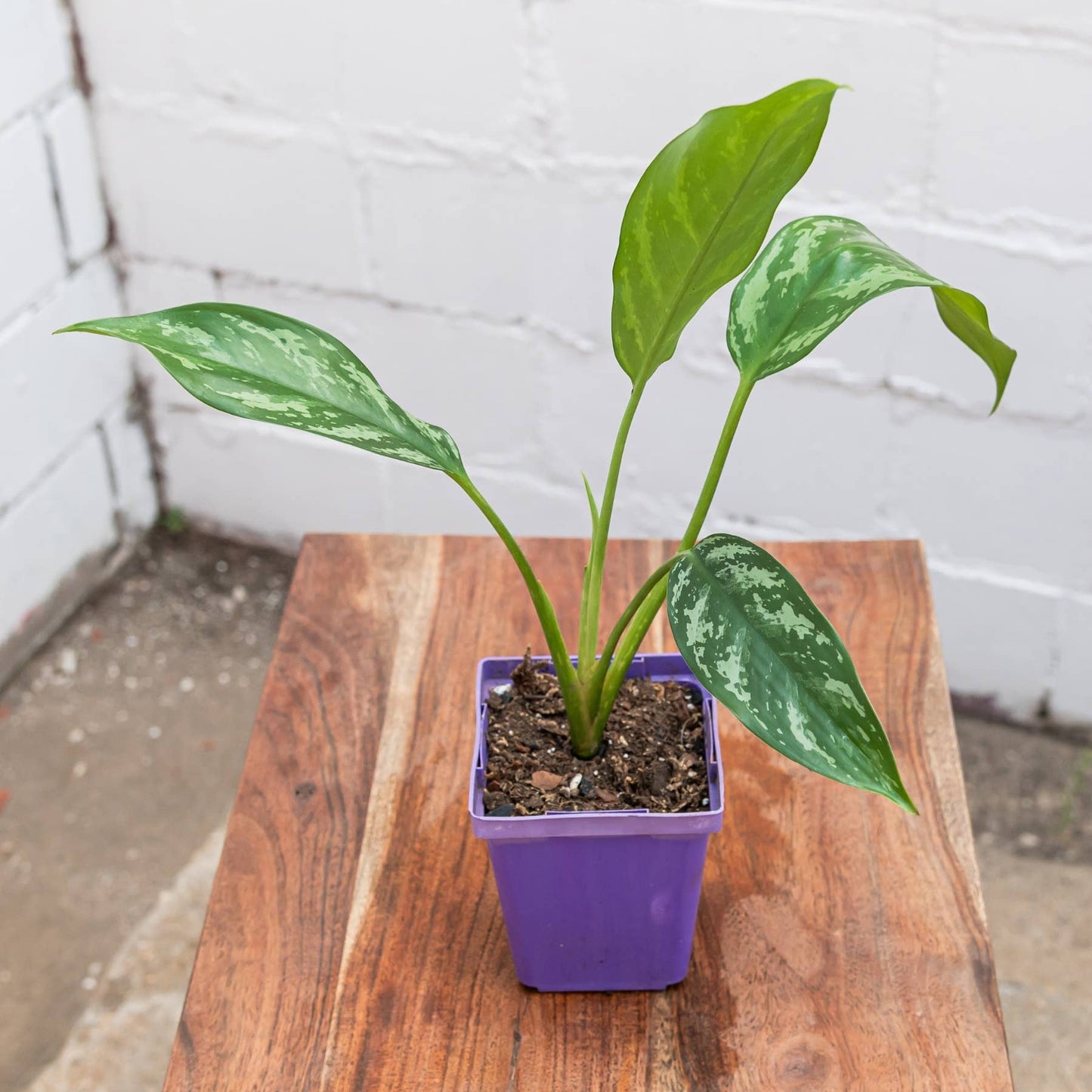 Shade Aglaonema (Aglaonema spp.)
