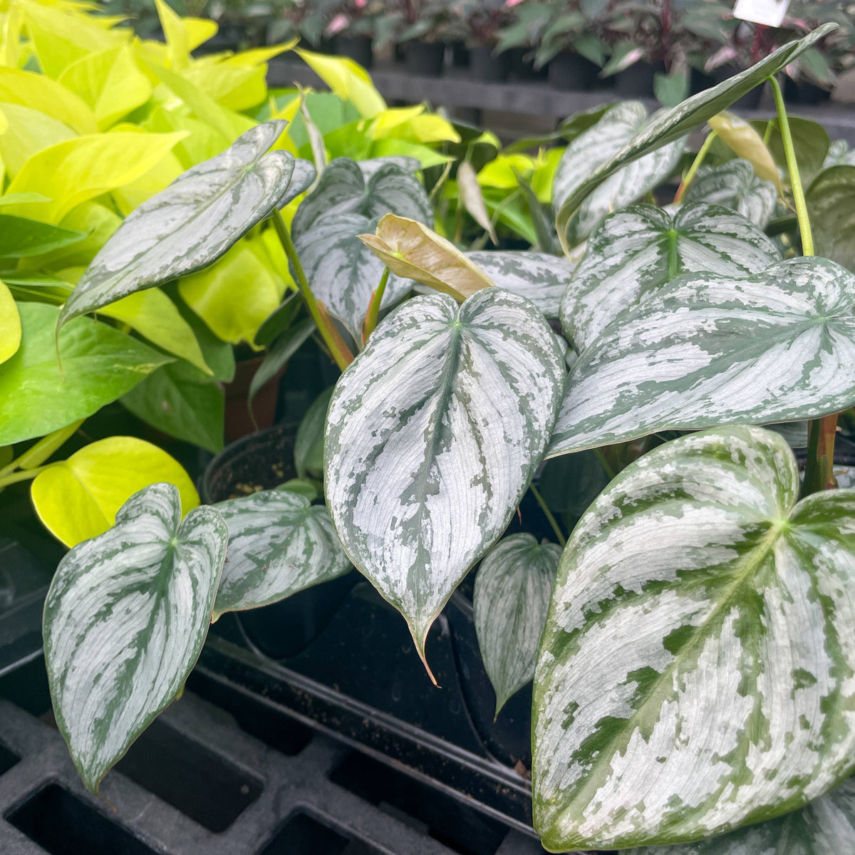 Philodendron Brandtianum