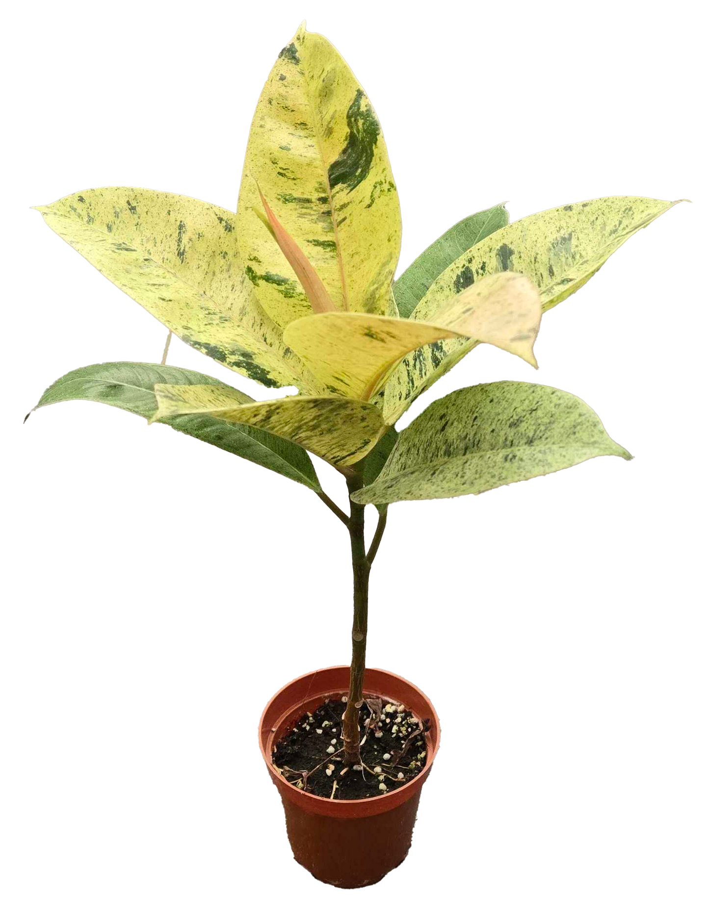 Ficus Shivereana Moonshine