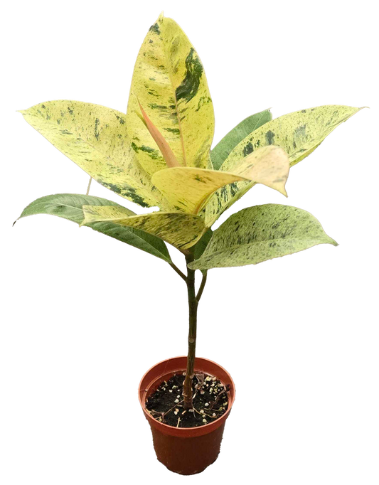 Ficus Shivereana Moonshine