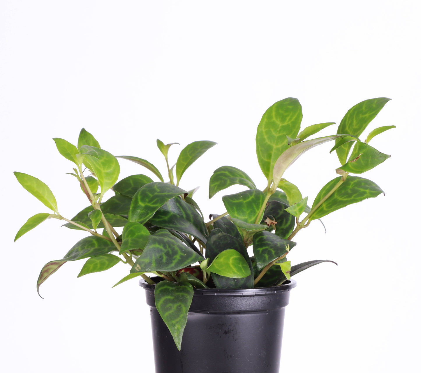 Lipstick 'Black Pagoda' Plant