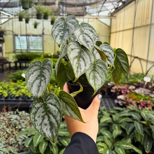 Philodendron Brandtianum
