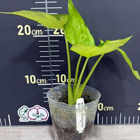 Alocasia Cucullata Banana Split variegated