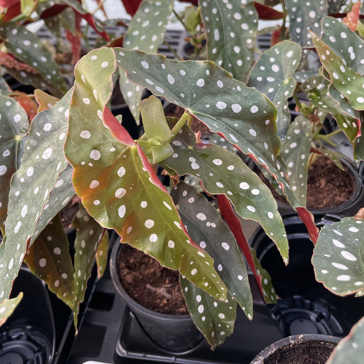 Begonia Maculata - Polka Dot Plant