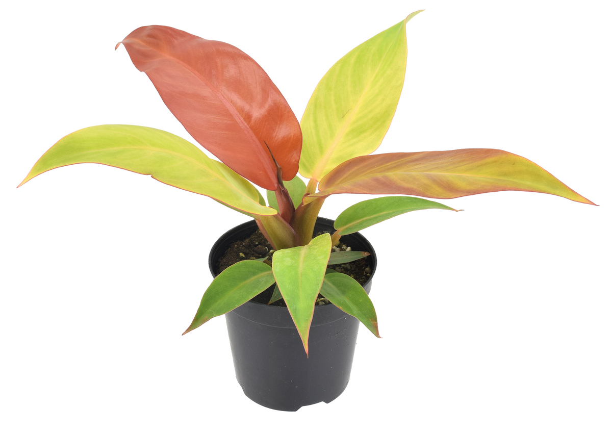Philodendron Red Sun