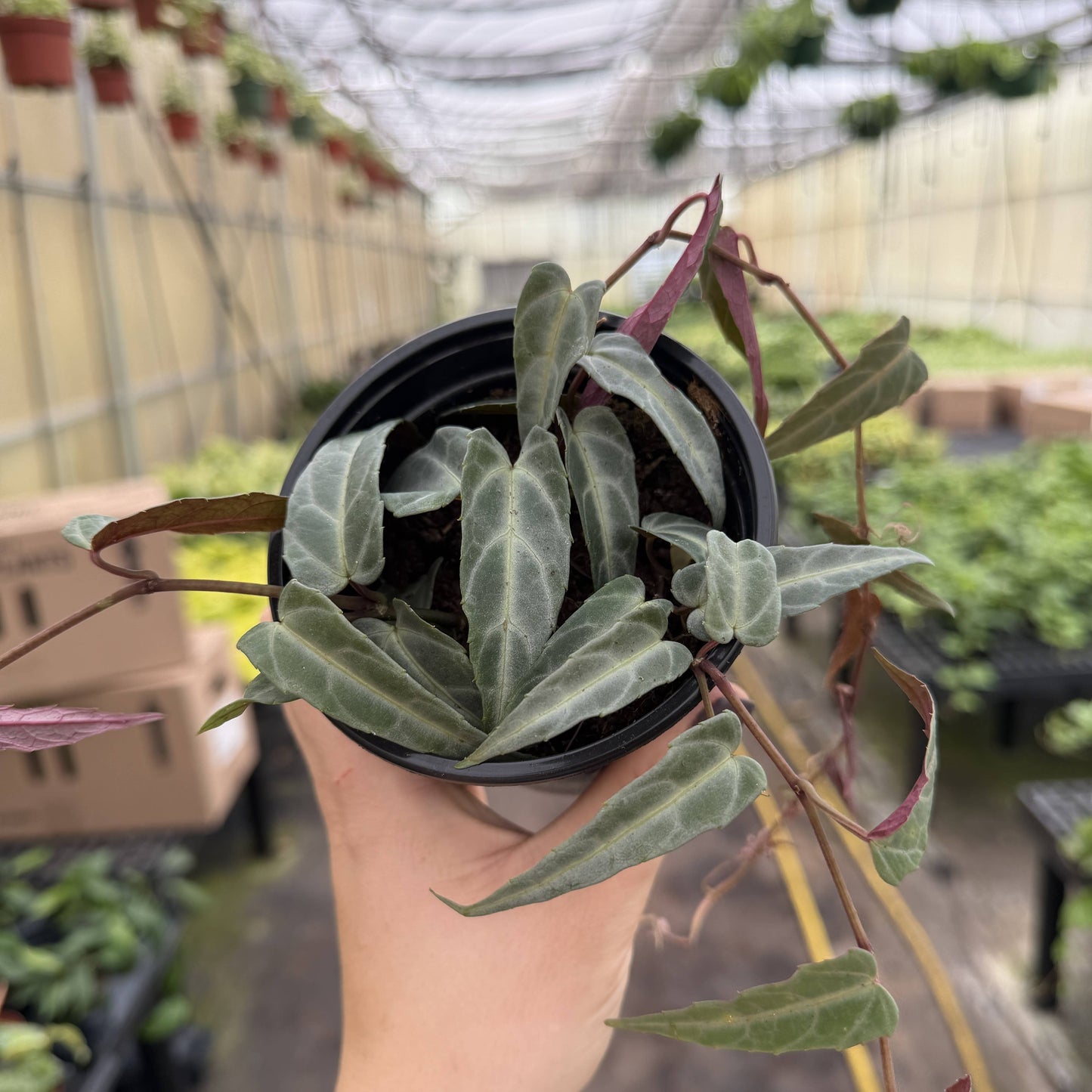 Jungle Vine - Cissus Amazonica