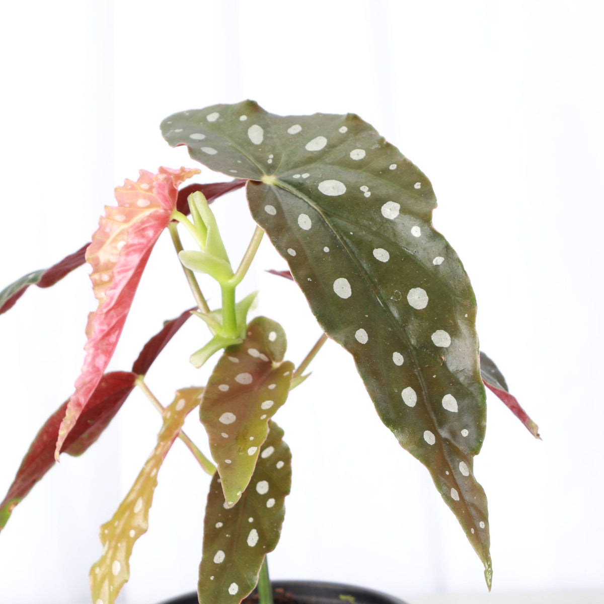 Begonia Maculata - Polka Dot Plant
