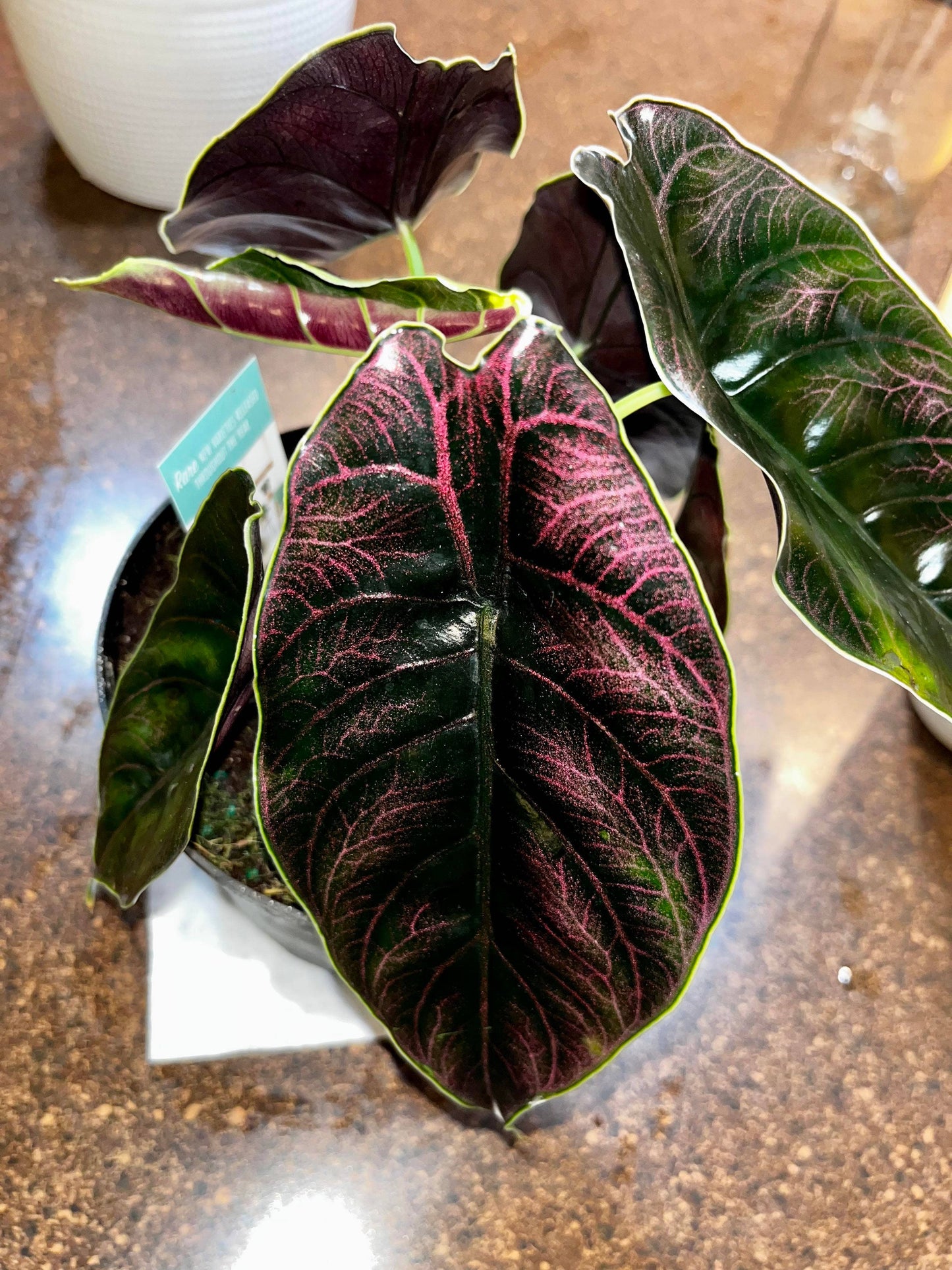 Alocasia Azlanii