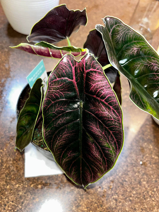 Alocasia Azlanii