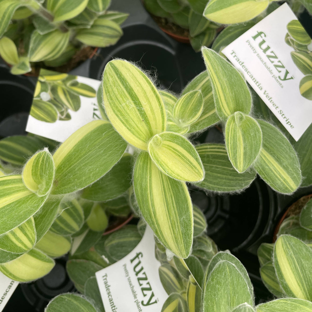 Tradescantia Fuzzy Velvet Stripe