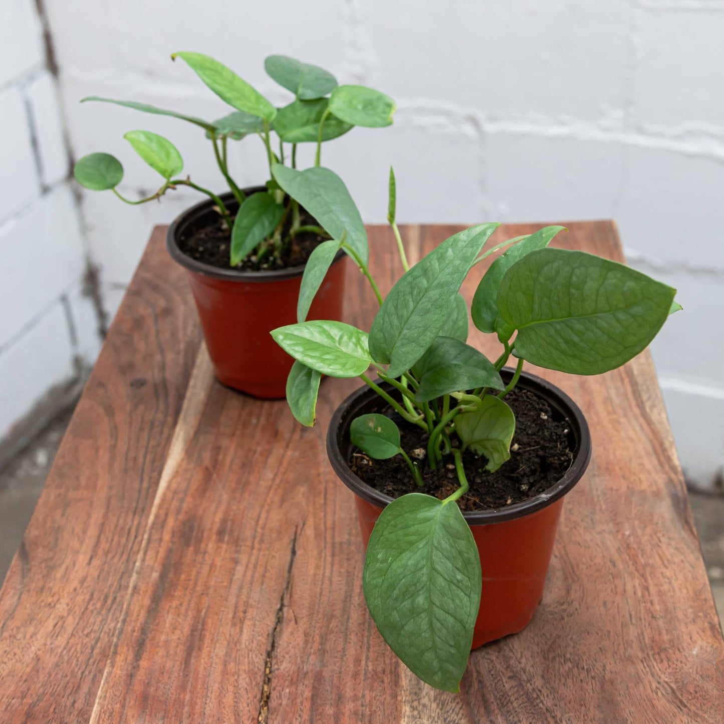 Cebu Blue Pothos (Epipremnum pinnatum 'Cebu Blue')