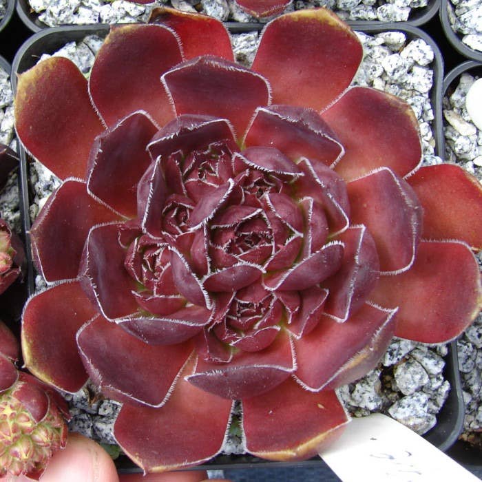 Sempervivum heuffelii 'Mystique'