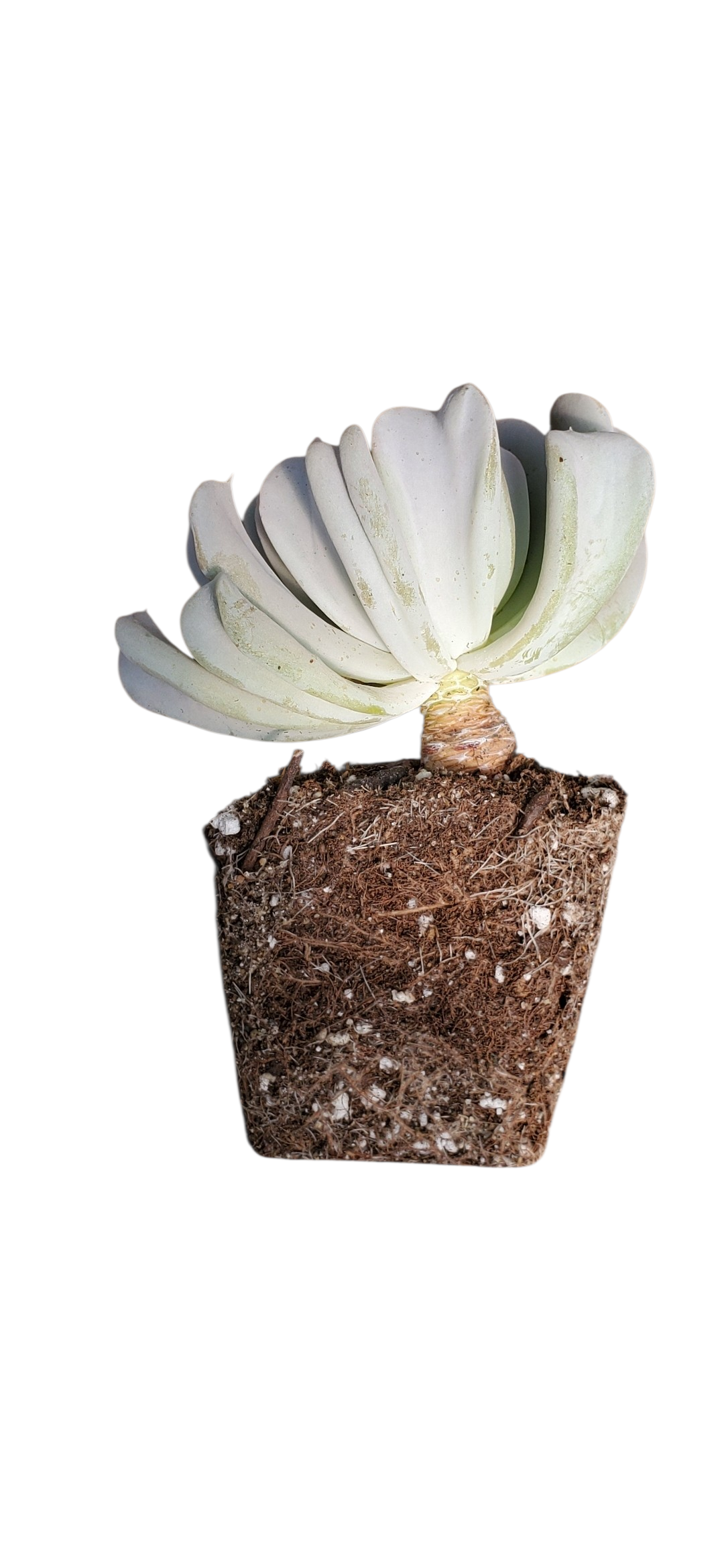 Topsy Turvy Echeveria in decorative pot