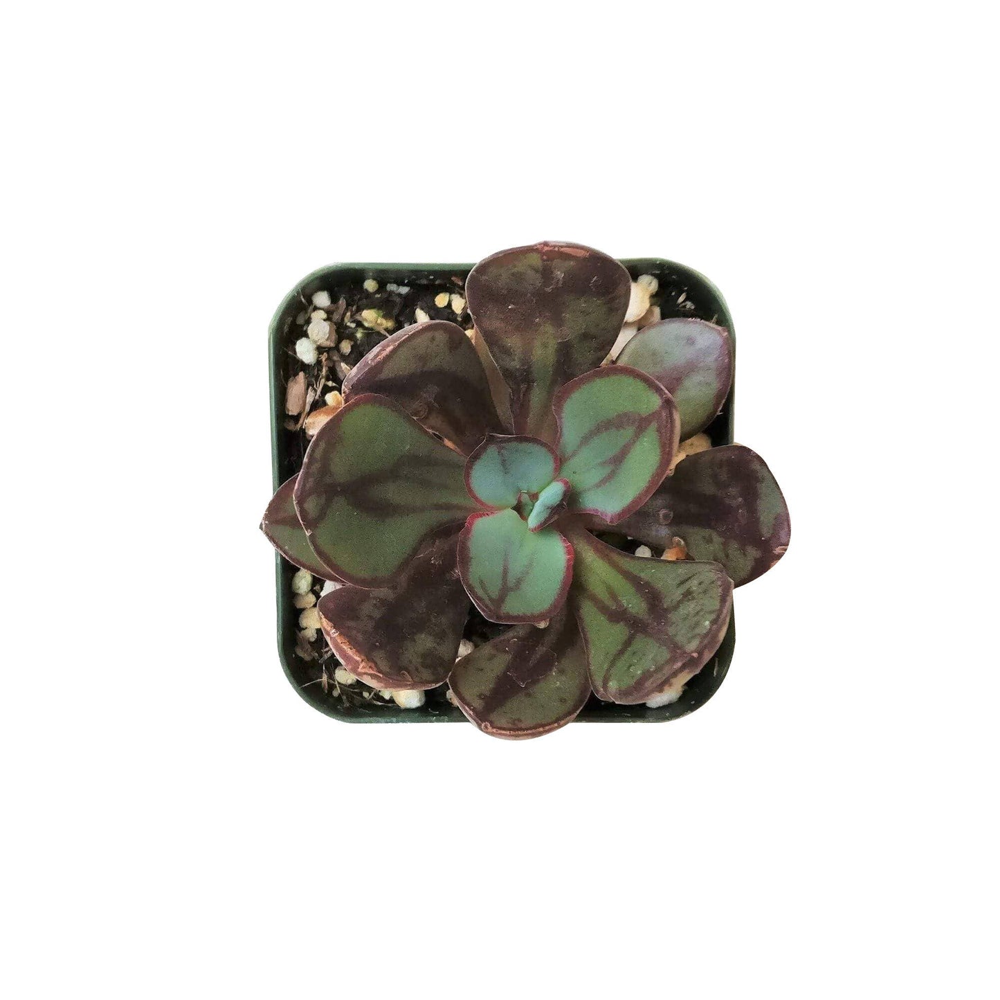 Painted Echeveria Nodulosa