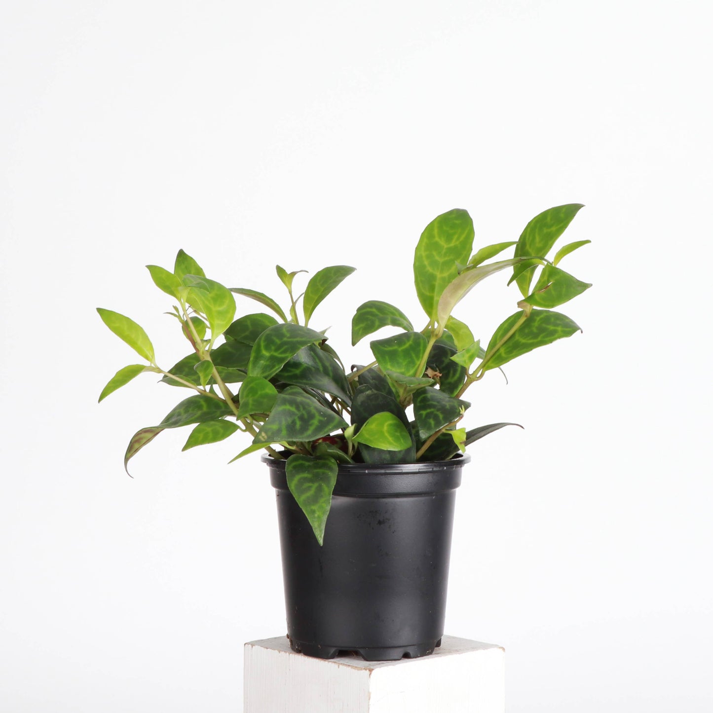 Lipstick 'Black Pagoda' Plant
