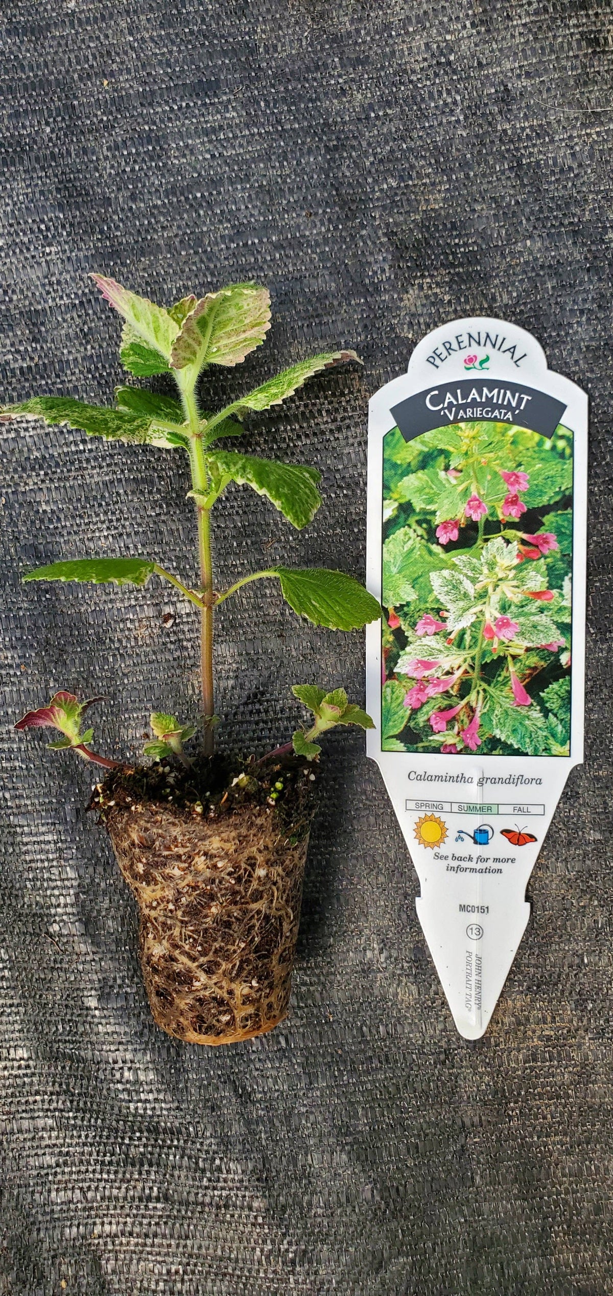Calamintha Variegata