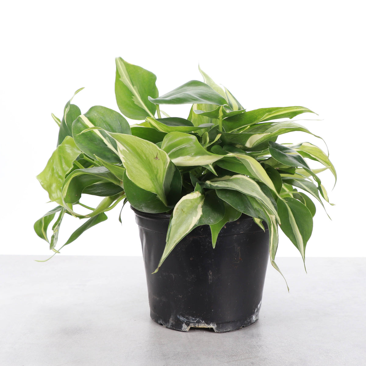 Silver Stripe Philodendron