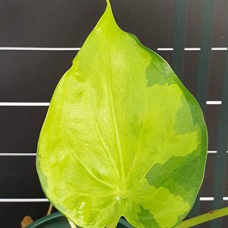 Alocasia Cucullata Banana Split variegated