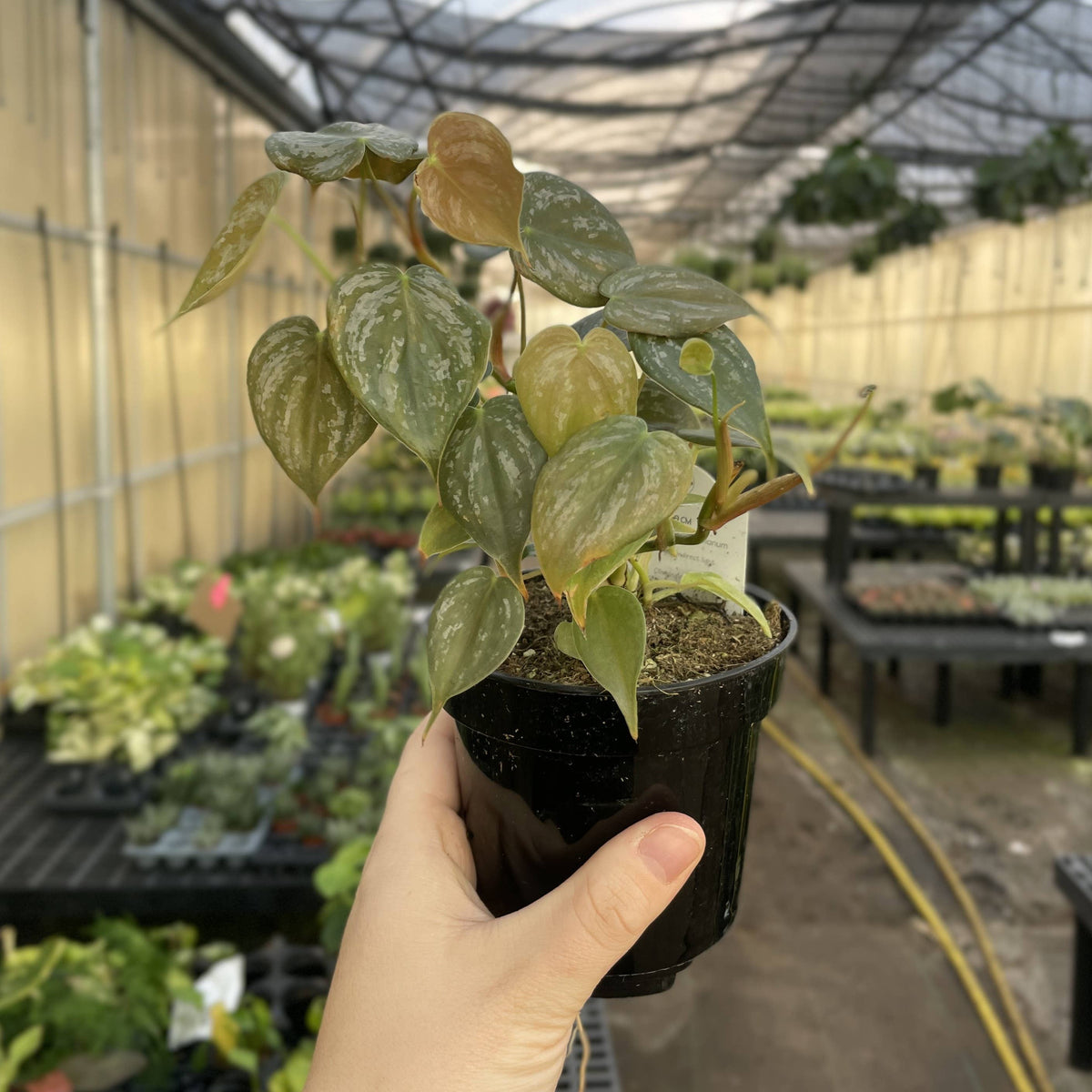 Philodendron Brandtianum