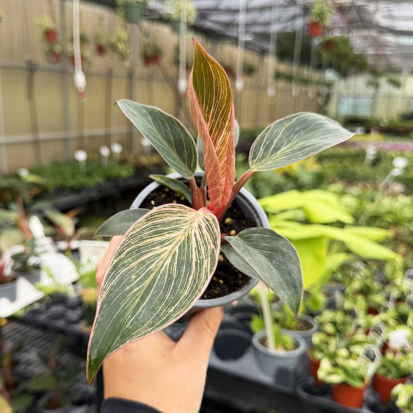 Pink Philodendron Birkin